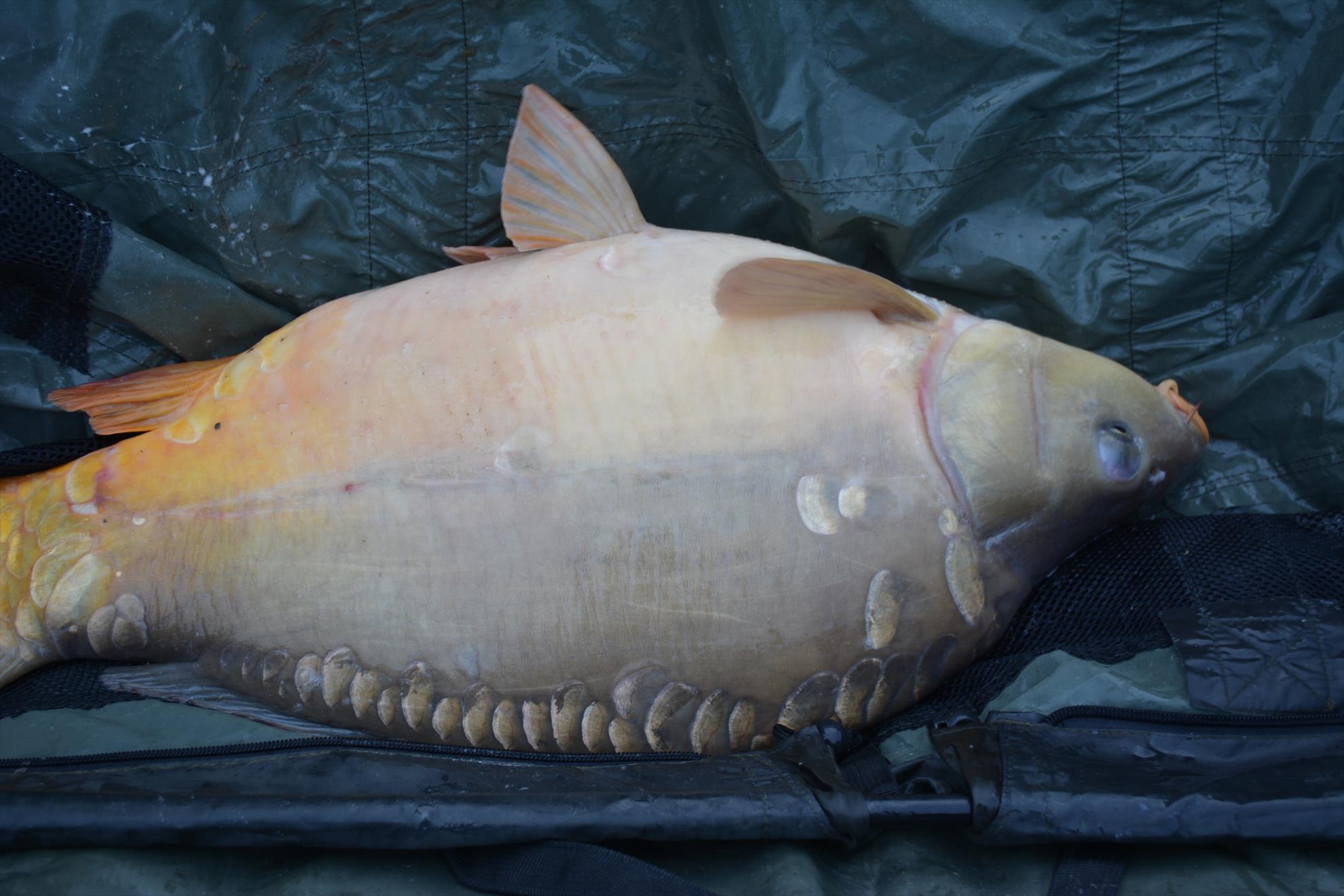 Hermes Peris 22-24.08.15 - dsc0109.JPG